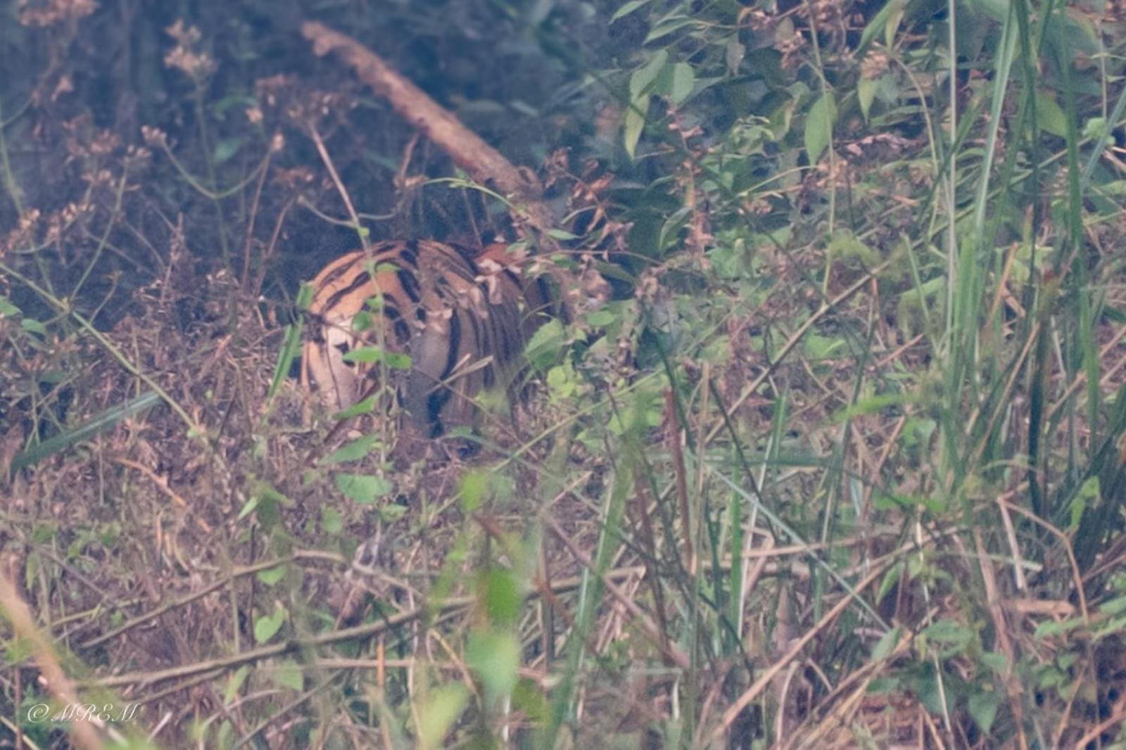 Hotel Sanctuary Chitwan National Park Esterno foto