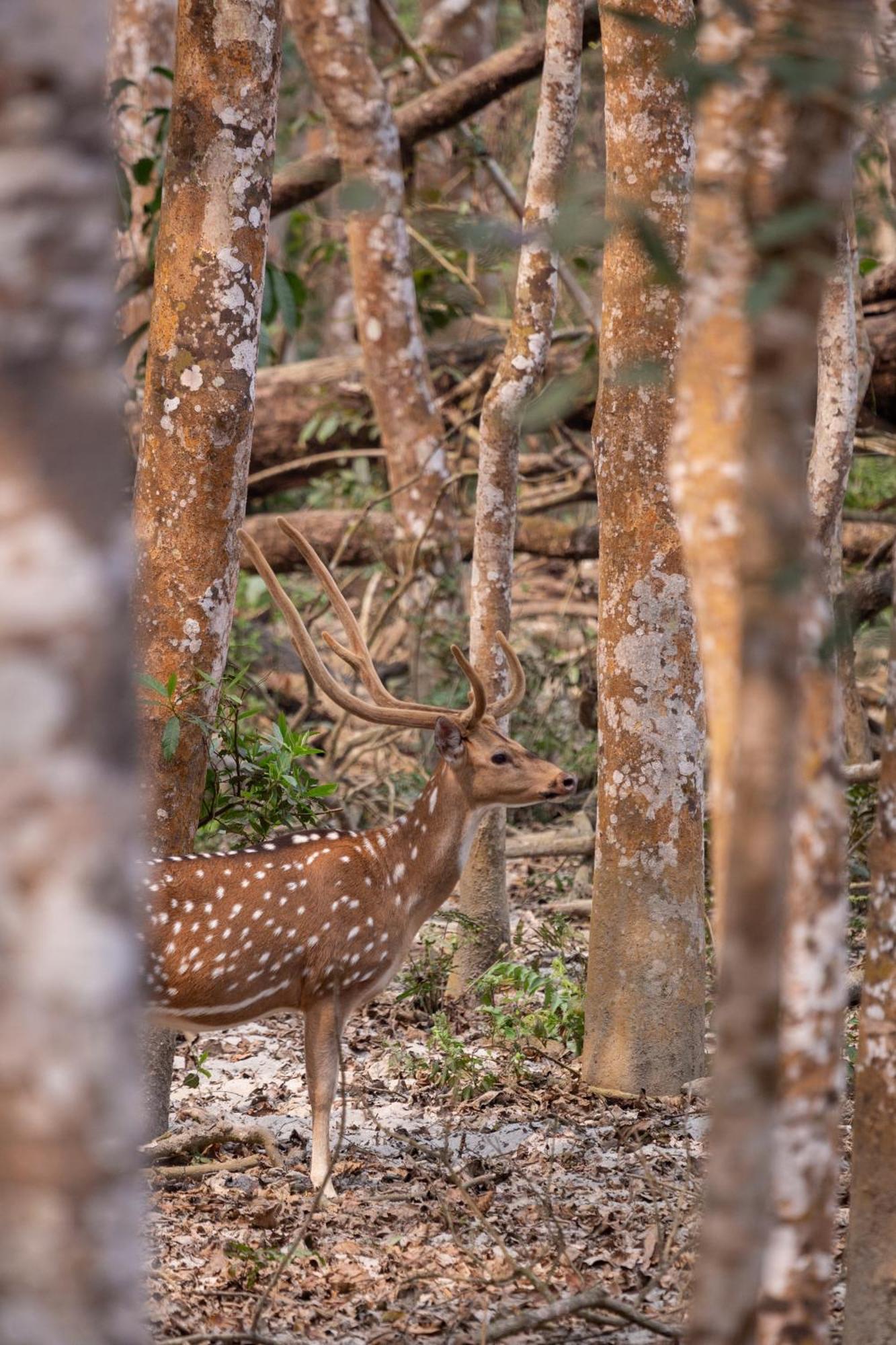 Sanctuary Chitwan National Park Esterno foto