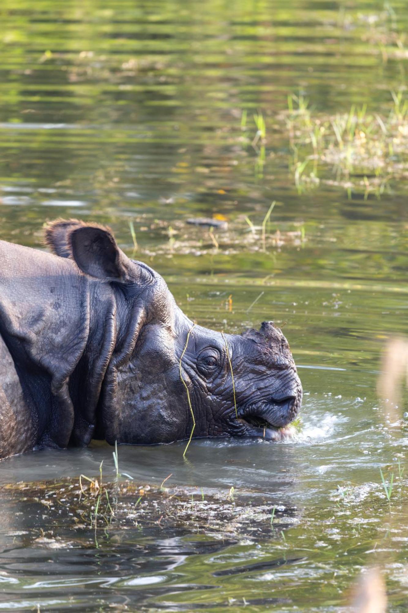 Sanctuary Chitwan National Park Esterno foto