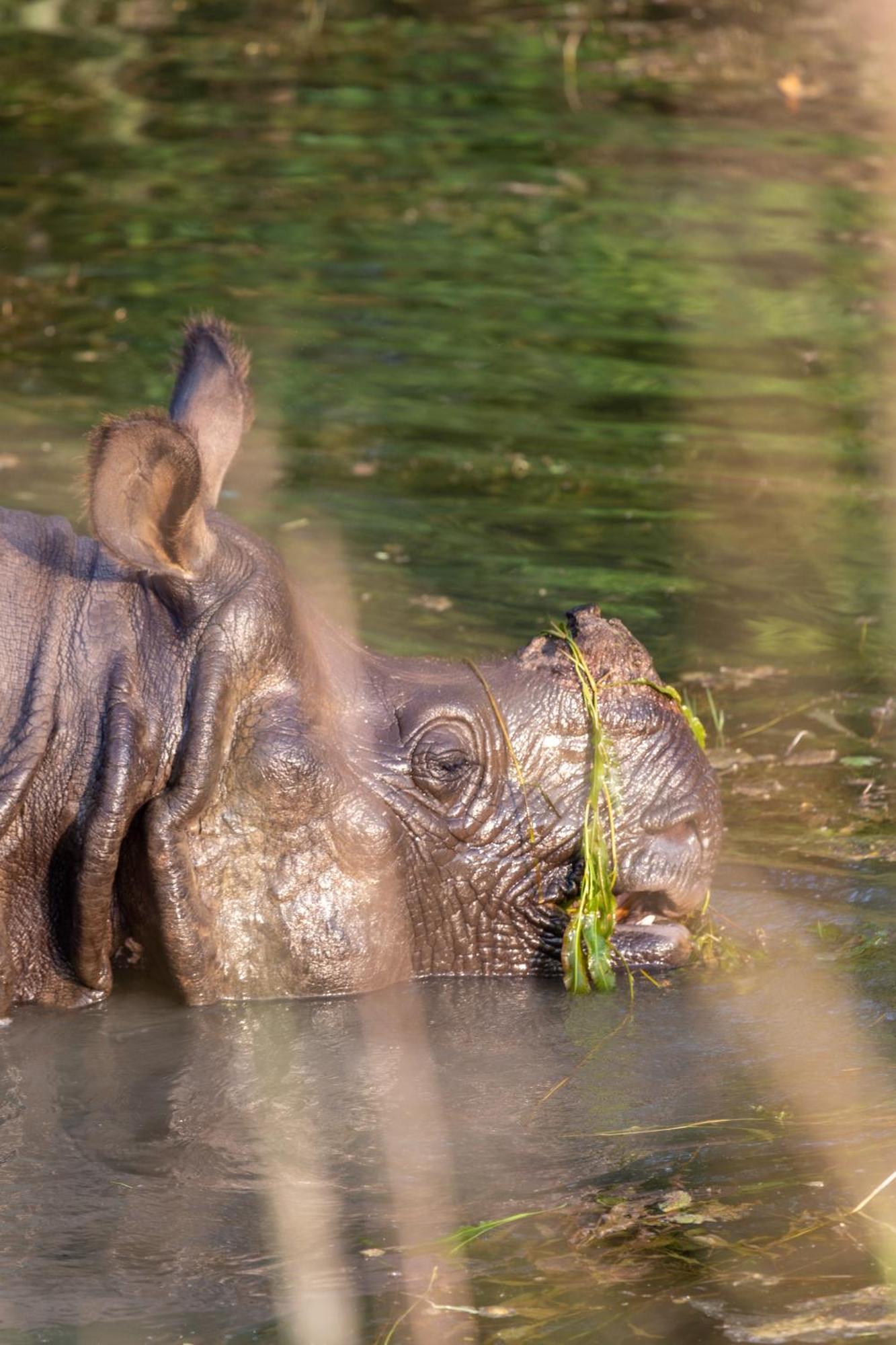 Sanctuary Chitwan National Park Esterno foto