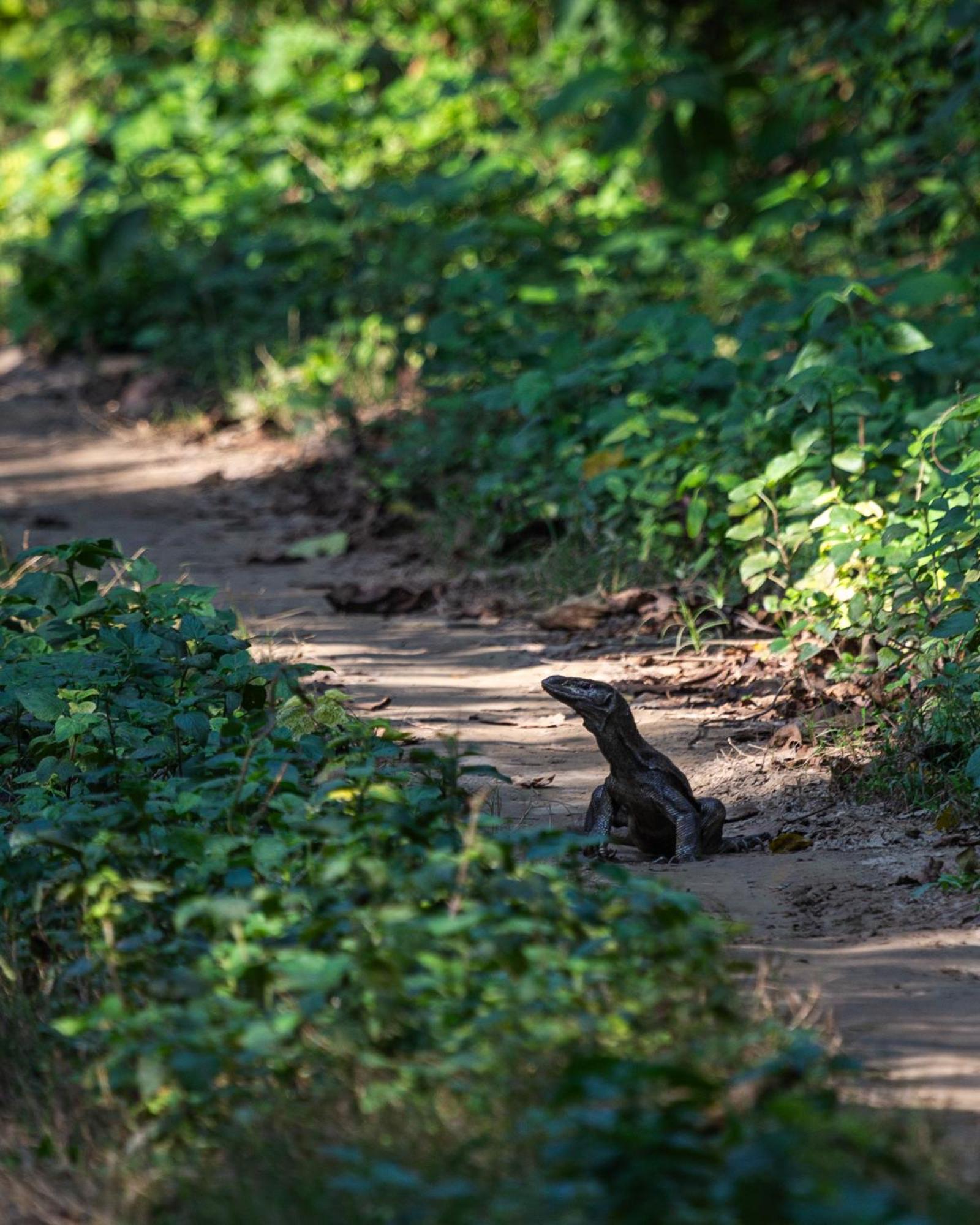 Sanctuary Chitwan National Park Esterno foto