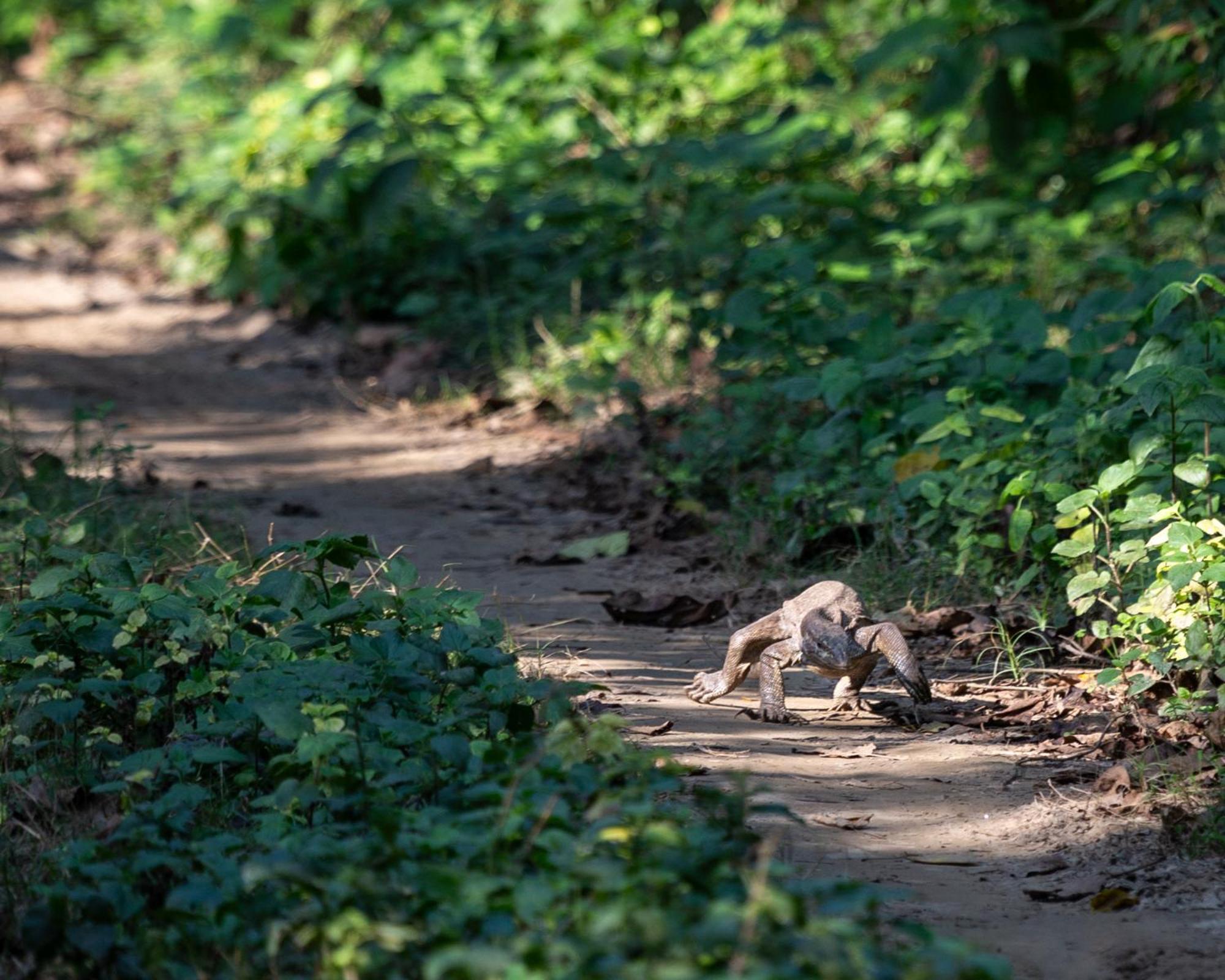 Sanctuary Chitwan National Park Esterno foto